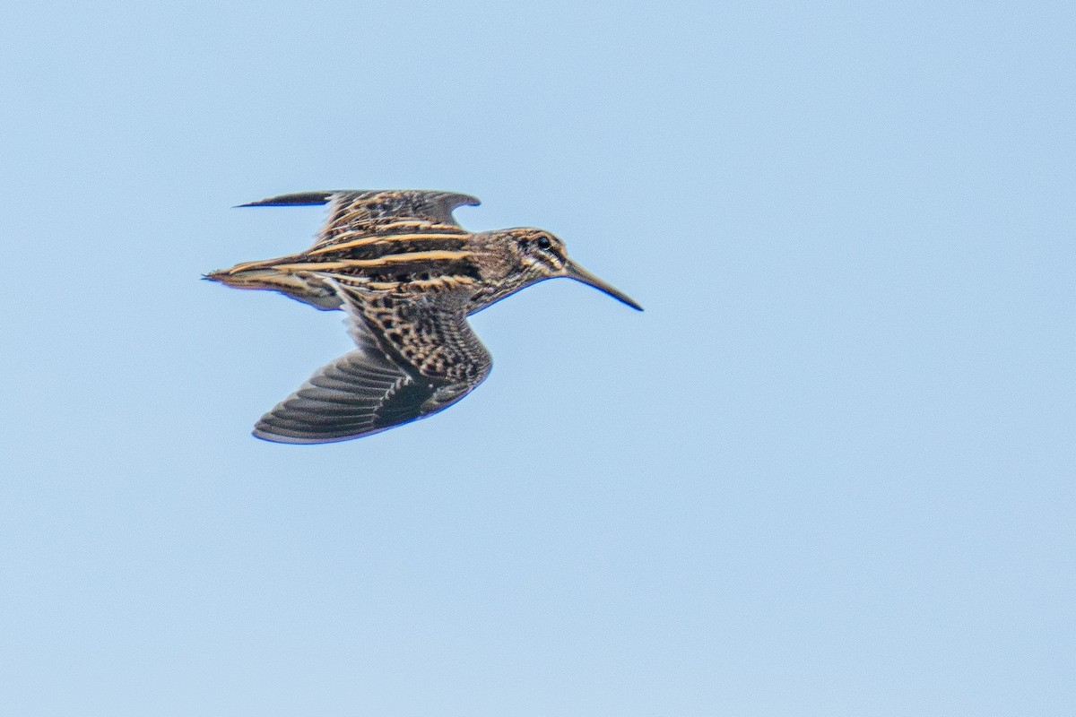 Jack Snipe - ML646981881