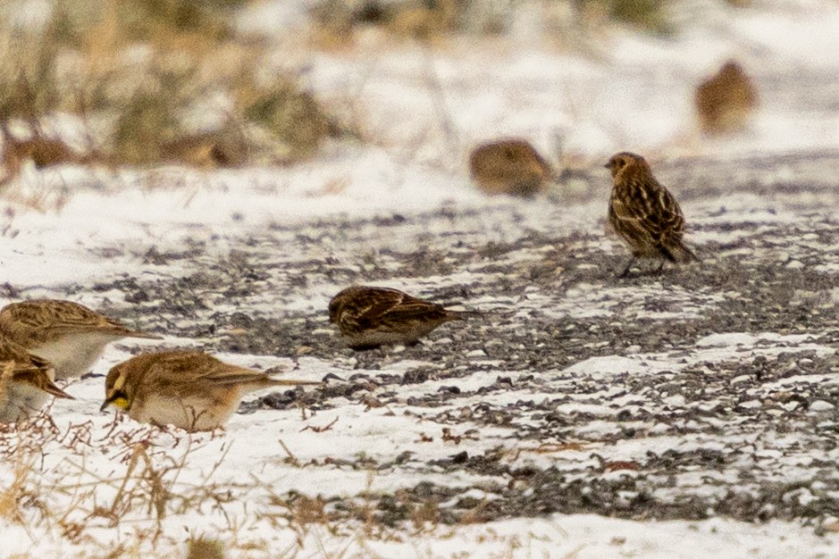 Escribano Lapón - ML646981892