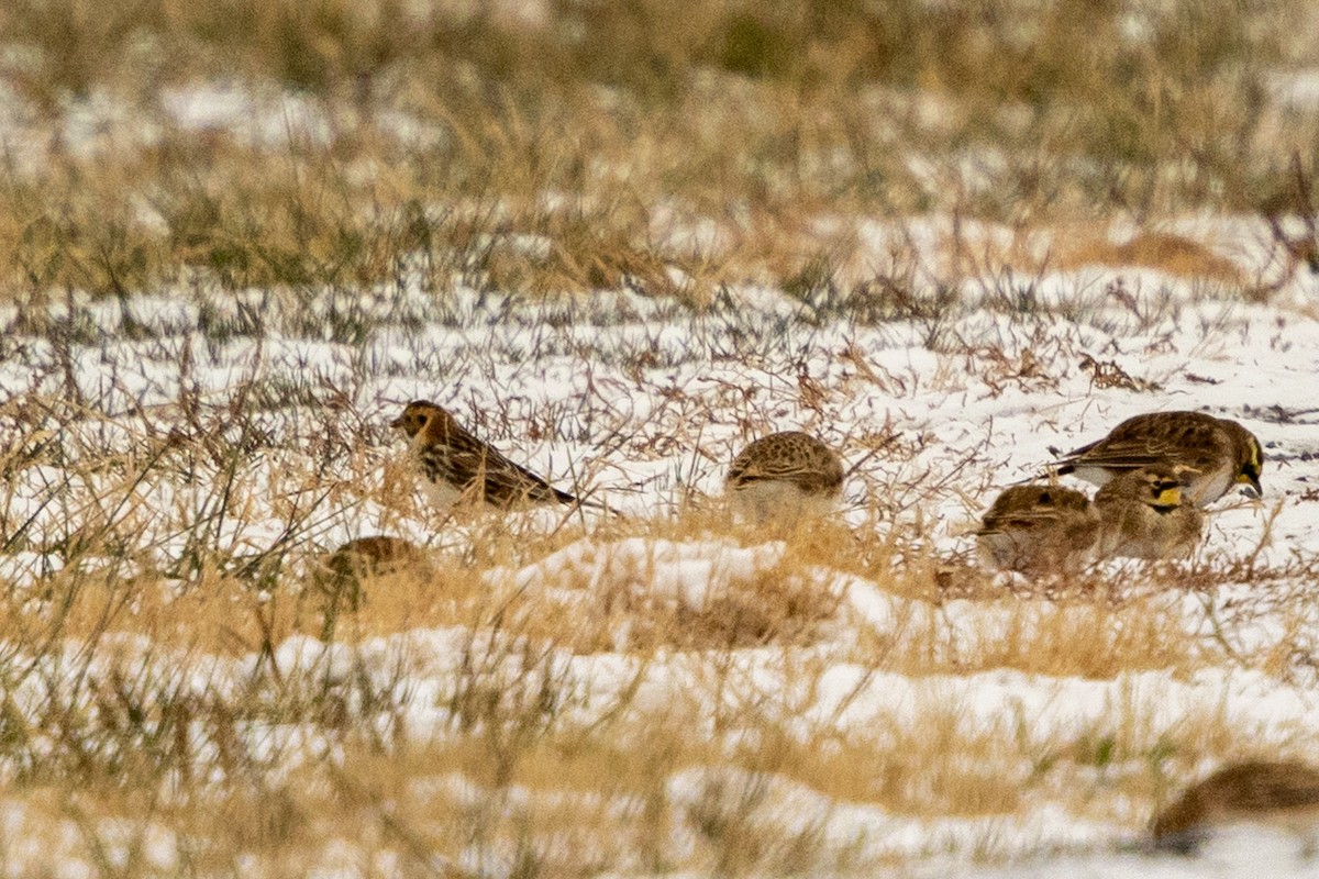 Escribano Lapón - ML646981893