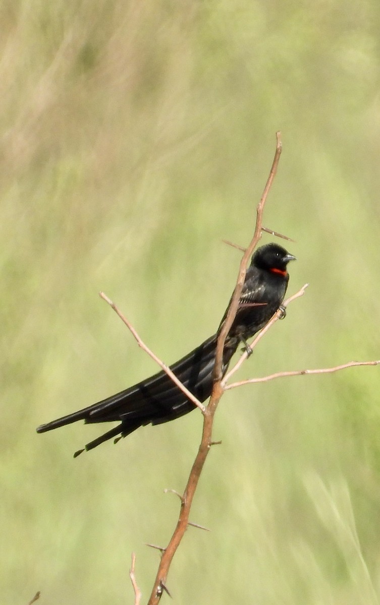 Red-collared Widowbird - ML646981895