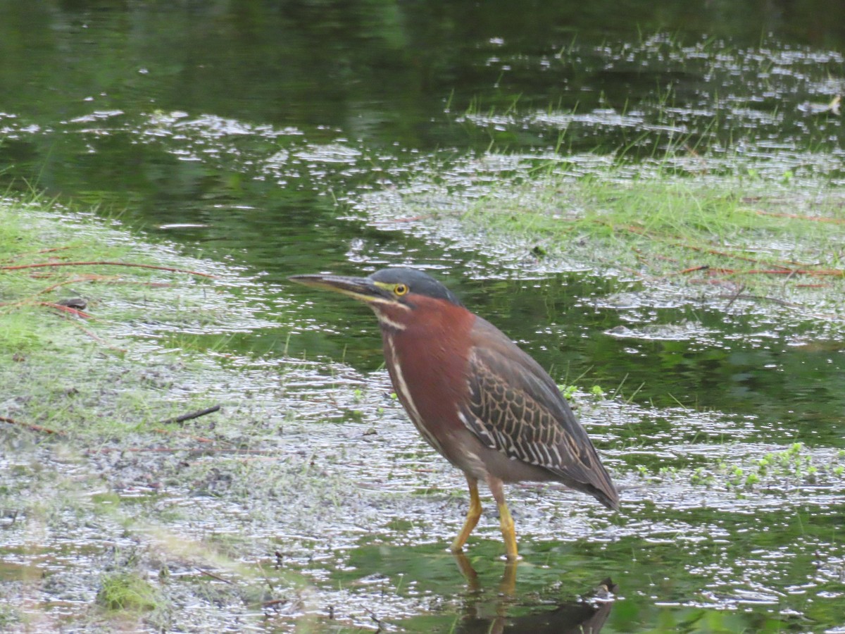 Green Heron - ML646981896