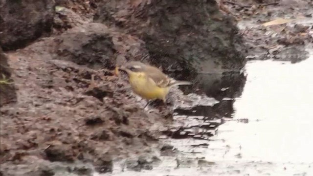 Bergeronnette de Béringie (tschutschensis/plexa) - ML646981899