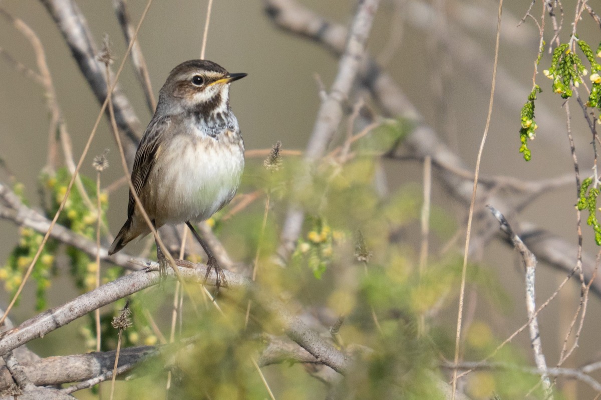 Bluethroat - ML646981907