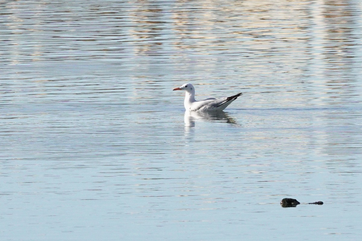 Slender-billed Gull - ML646981910