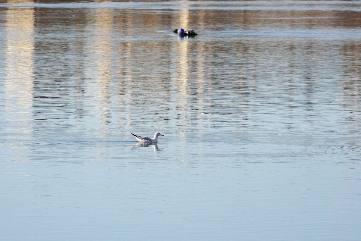 Slender-billed Gull - ML646981911