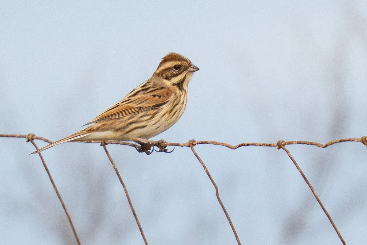 Reed Bunting - ML646981920
