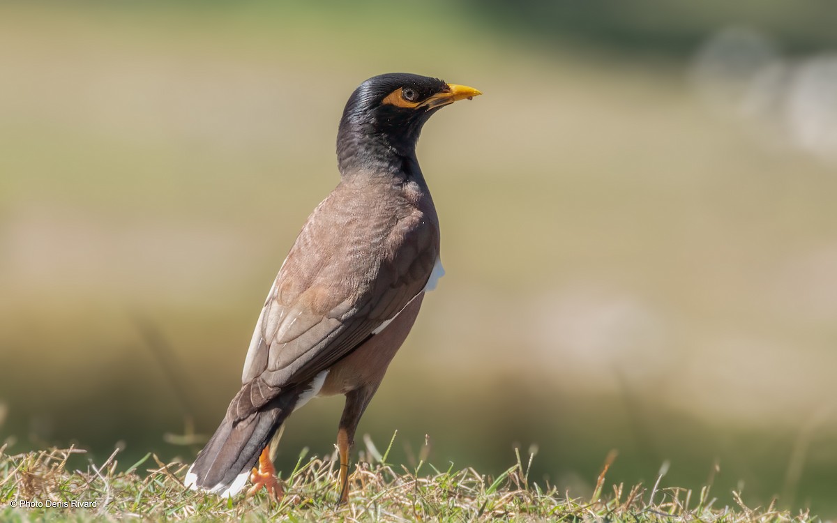 Common Myna - ML646981922