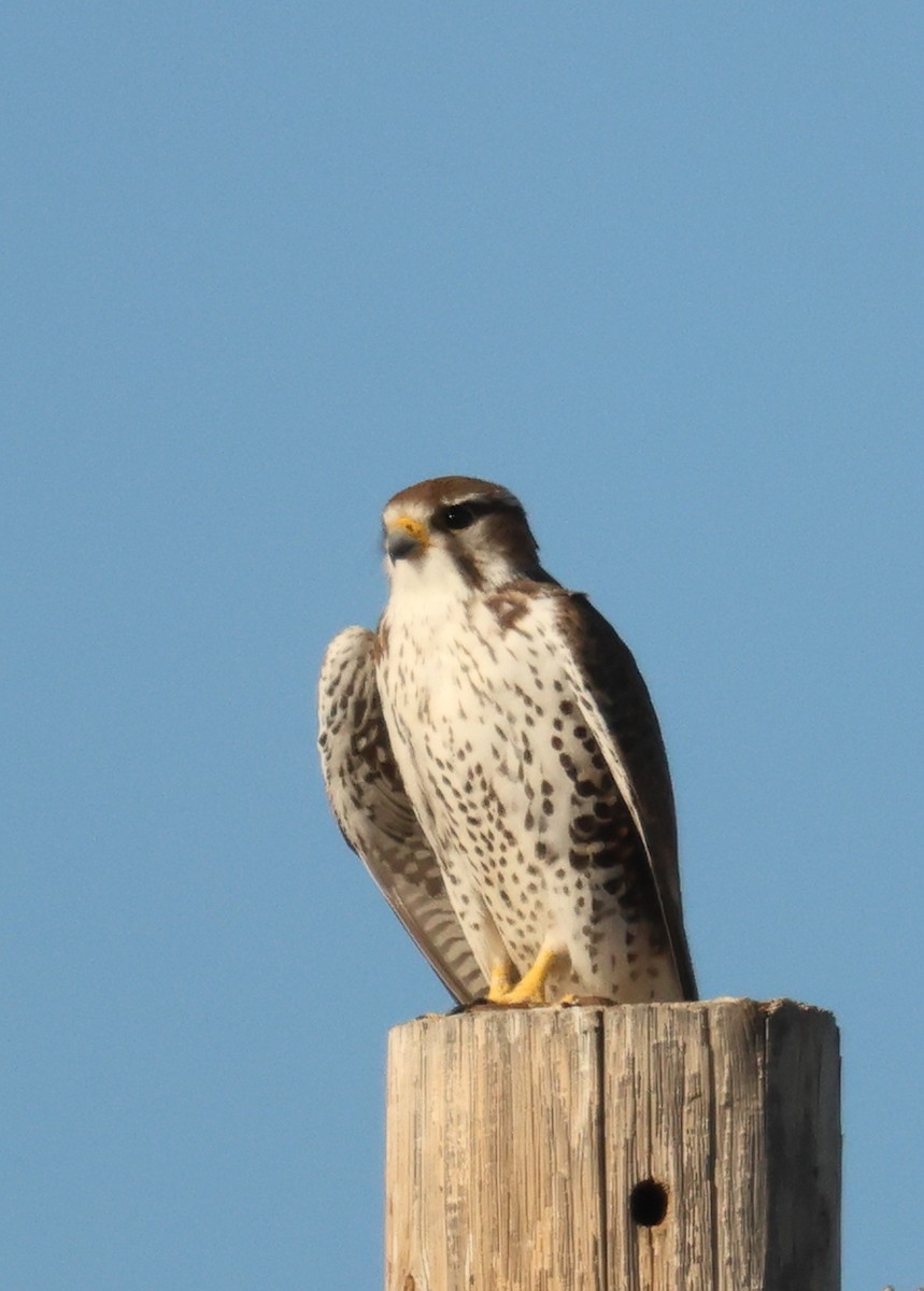 Prairie Falcon - ML646981925