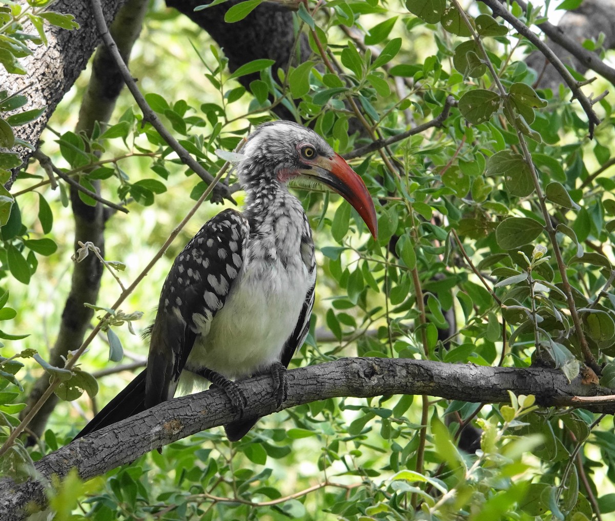 Southern Red-billed Hornbill - ML646981926