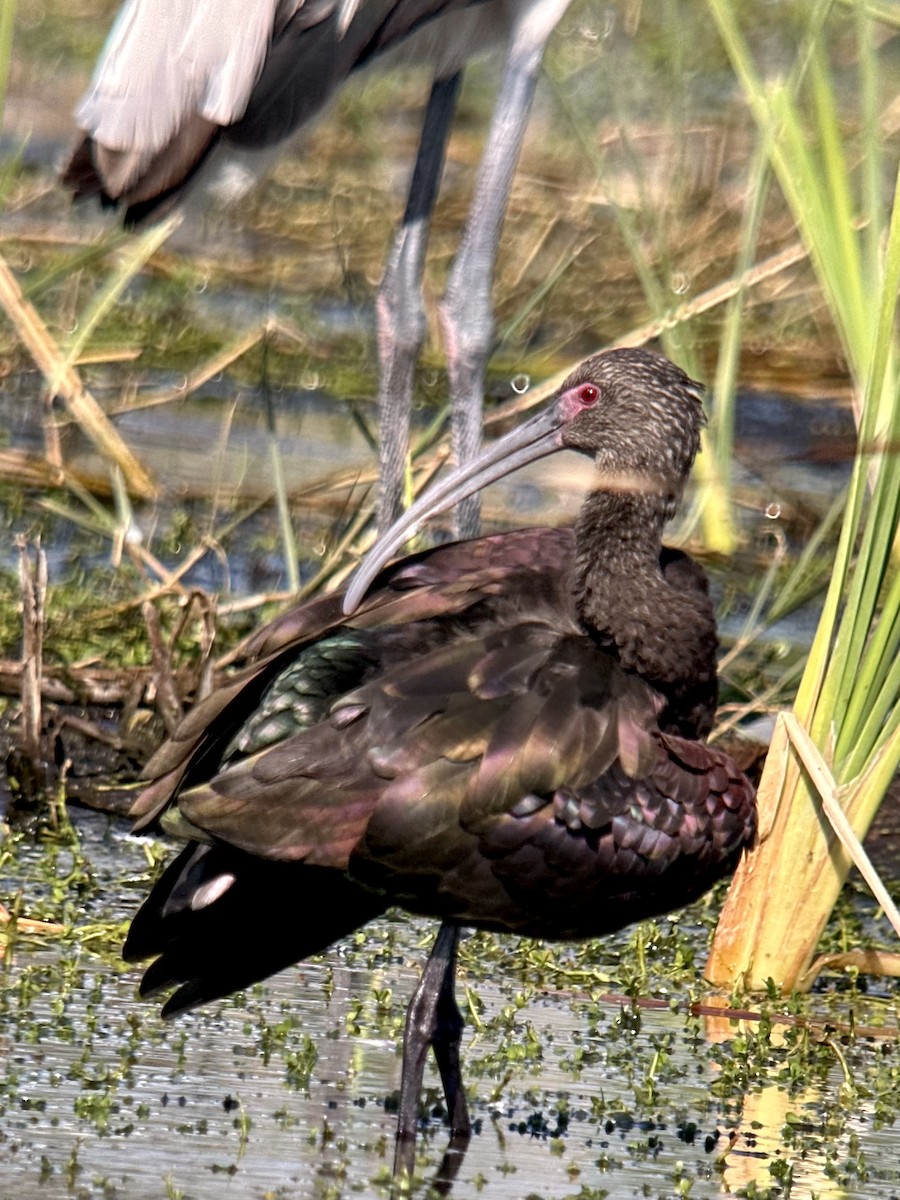 White-faced Ibis - ML646981927