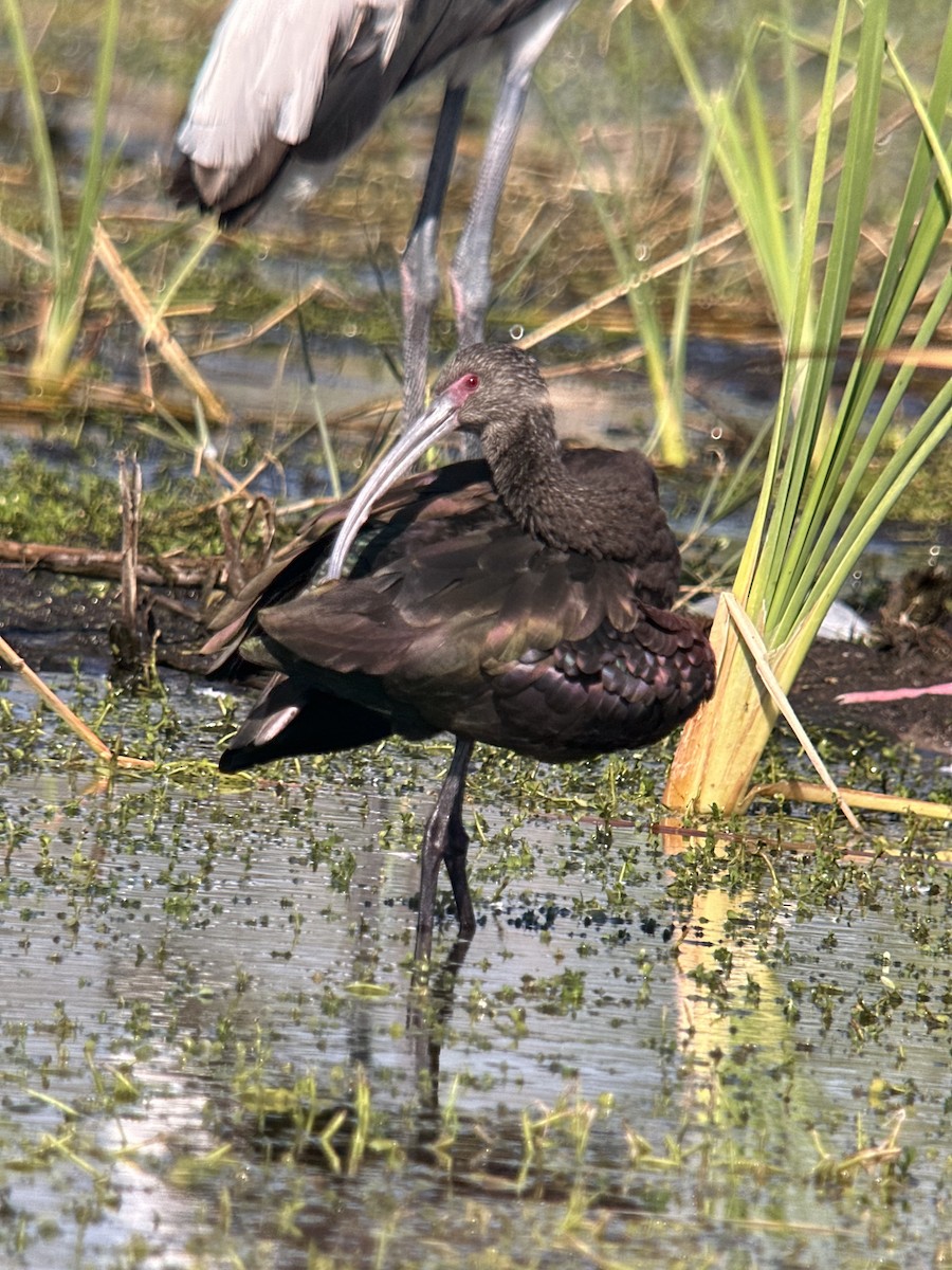 White-faced Ibis - ML646981928
