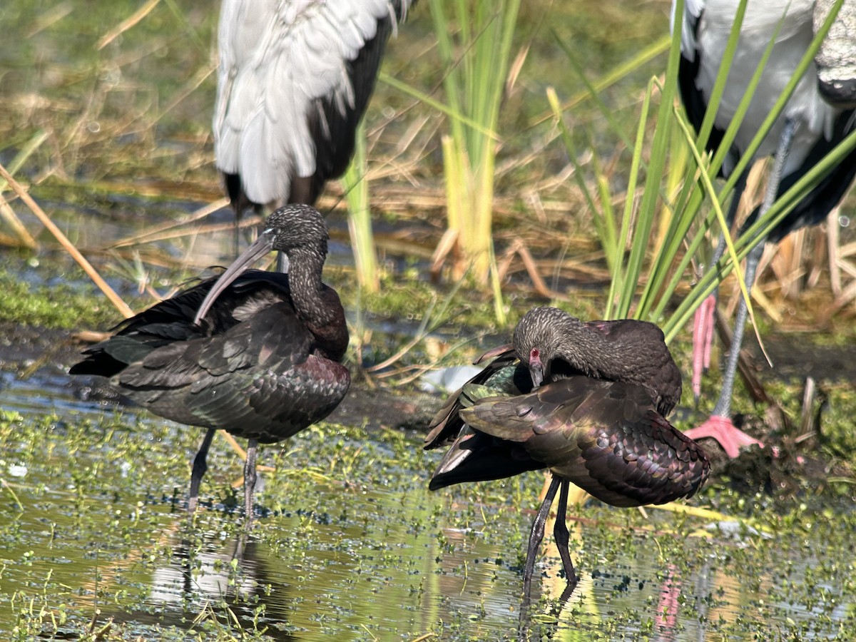White-faced Ibis - ML646981929