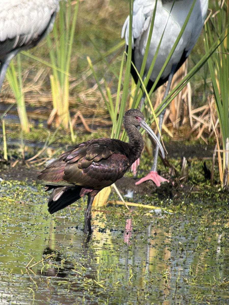 White-faced Ibis - ML646981930