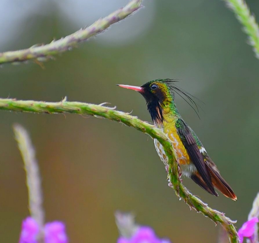 Black-crested Coquette - ML646981931