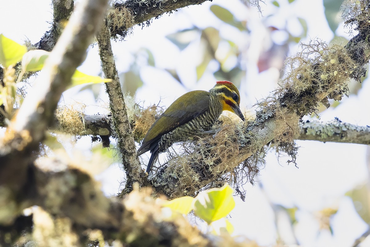 White-browed Woodpecker - ML646981939