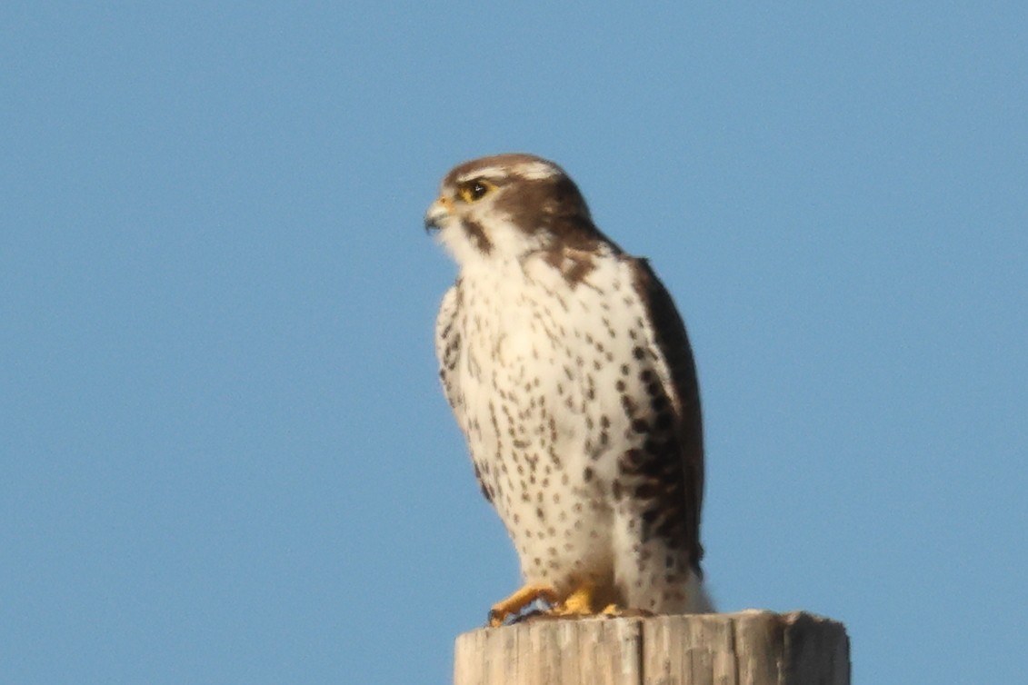 Prairie Falcon - ML646981942