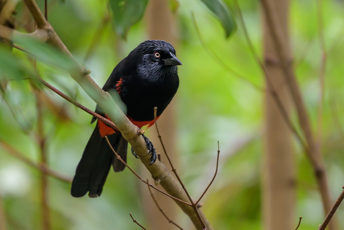 Red-bellied Grackle - ML646981945