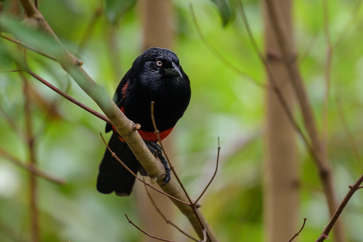Red-bellied Grackle - ML646981946