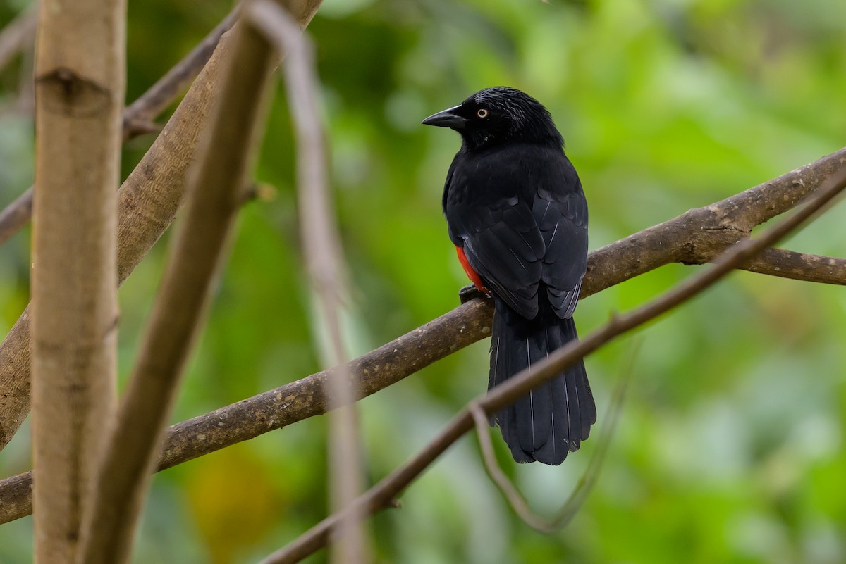 Red-bellied Grackle - ML646981947
