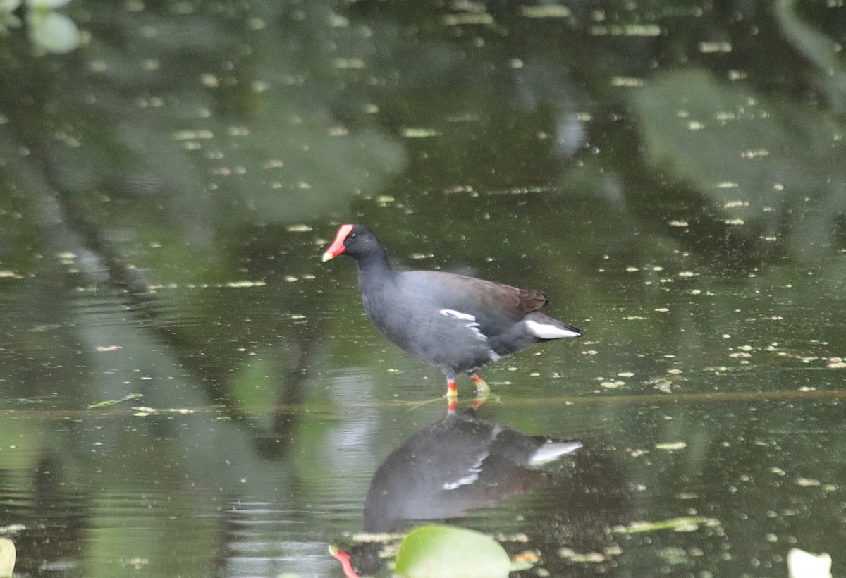 Gallineta Americana - ML646981948