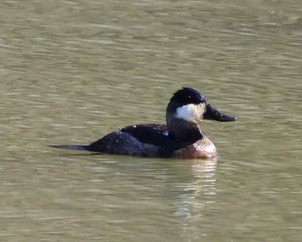 kachnice kaštanová - ML646981950