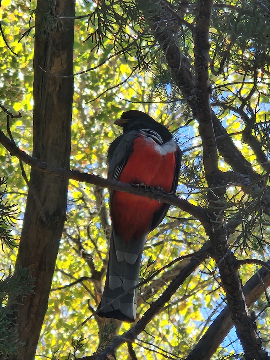 trogon měděnoocasý - ML646981951