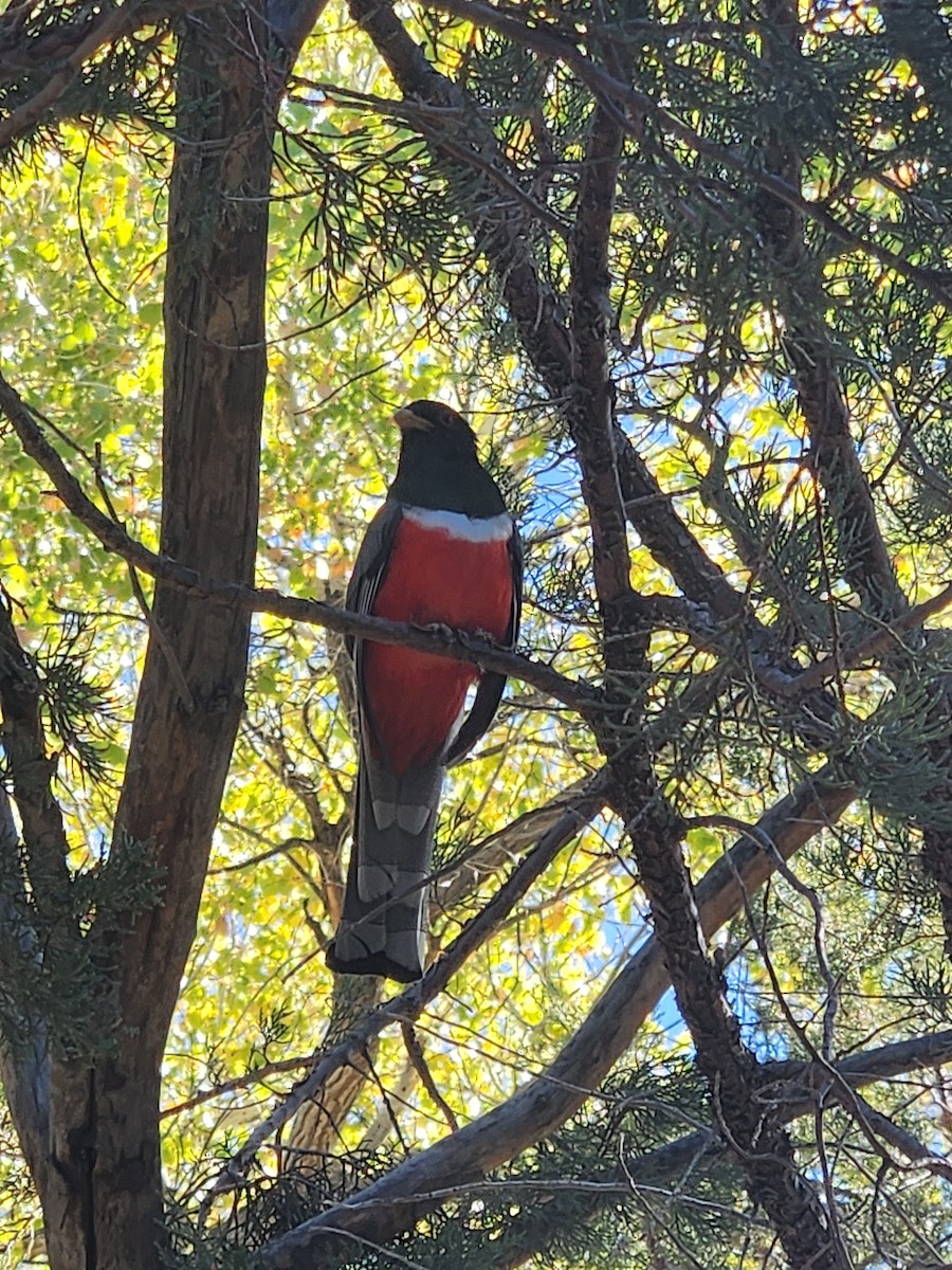 trogon měděnoocasý - ML646981952