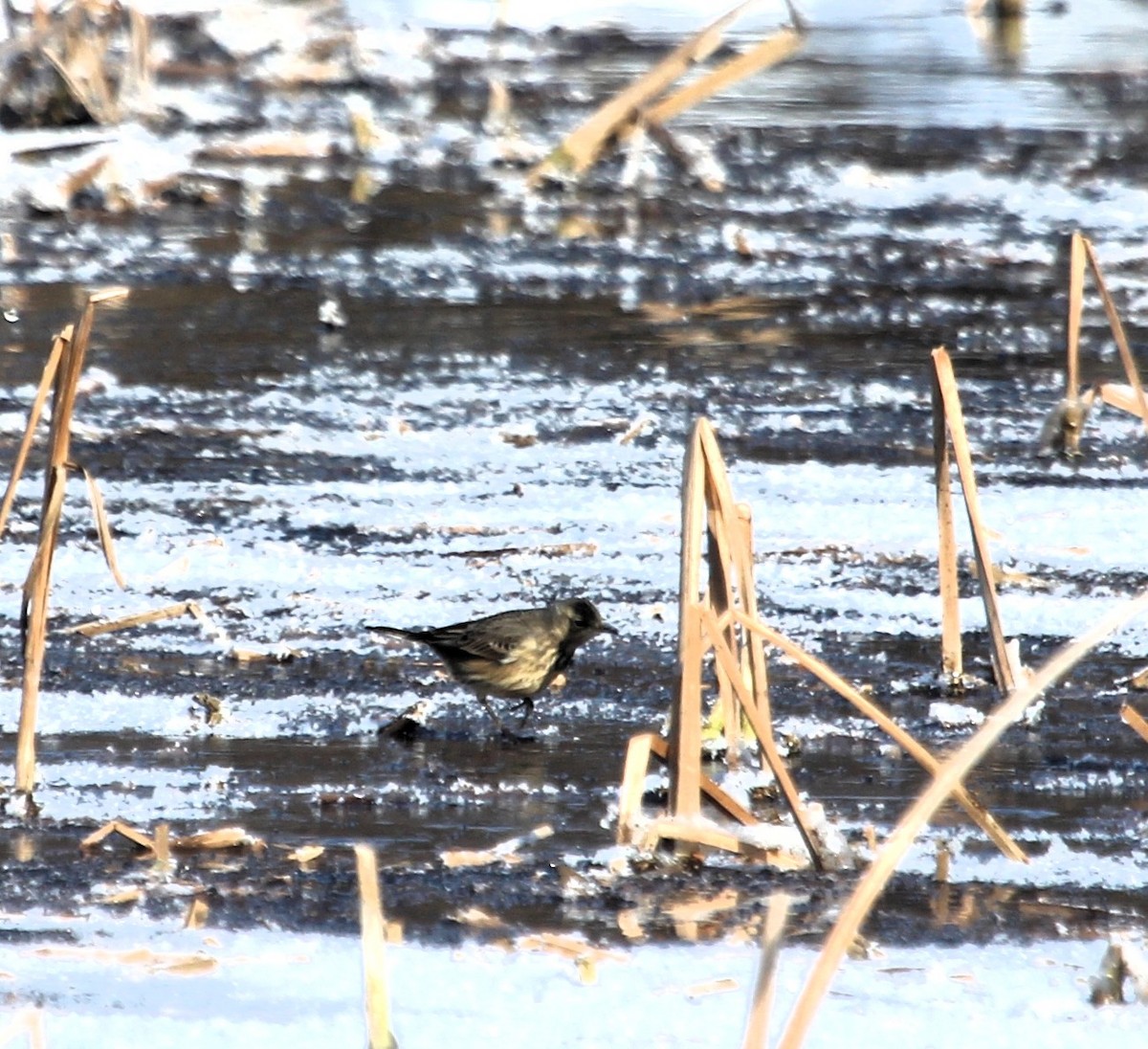 linduška tundrová - ML646981953