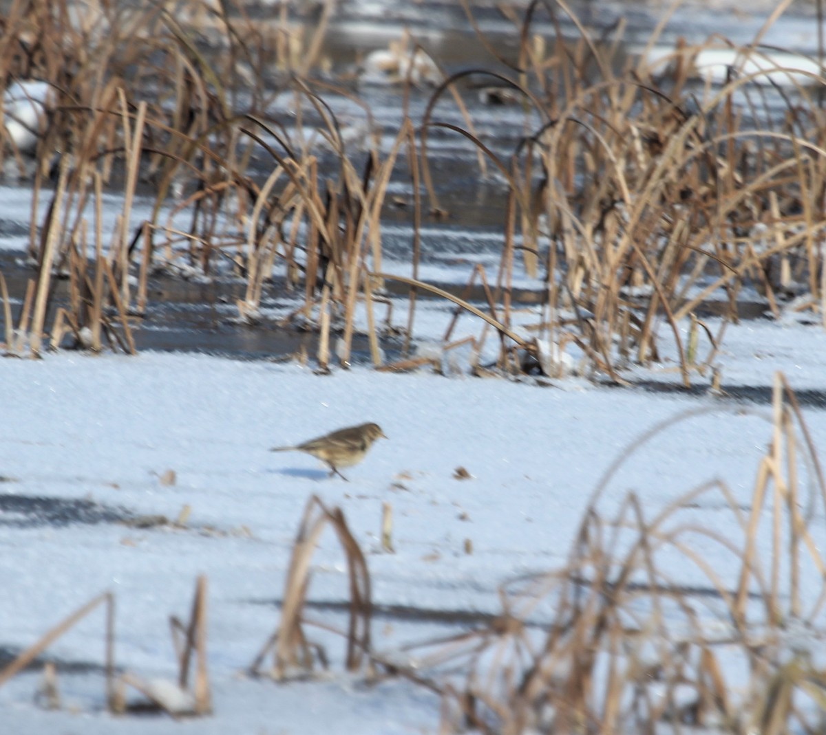 linduška tundrová - ML646981954