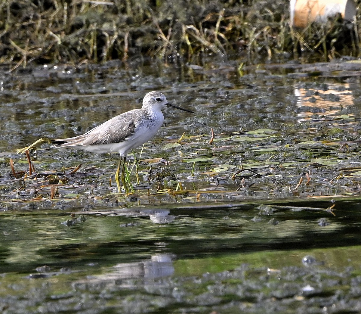 vodouš štíhlý - ML646981955