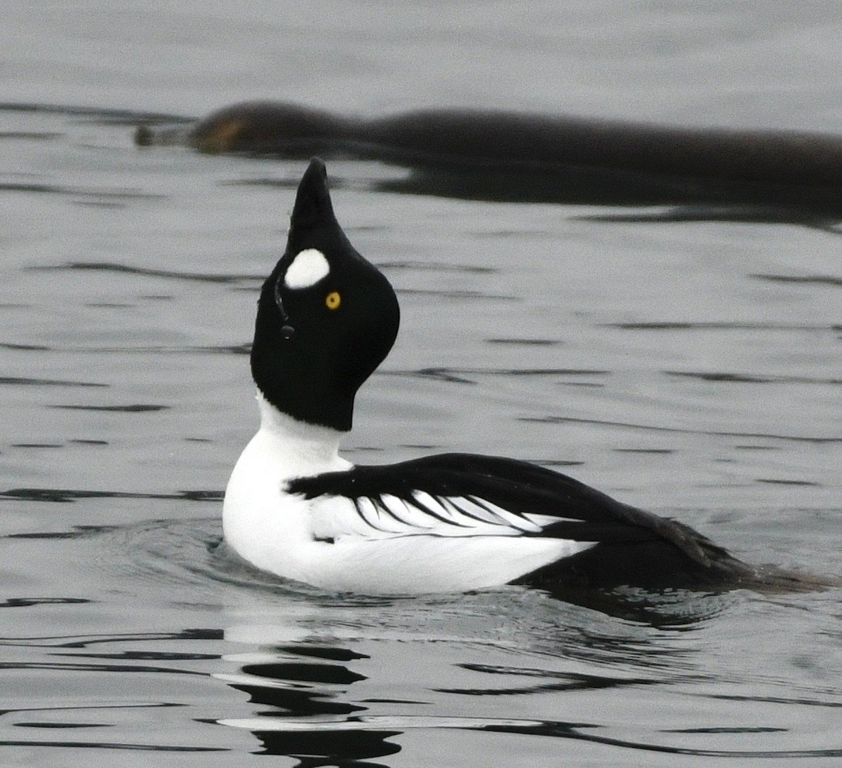 hohol severní - ML646981956