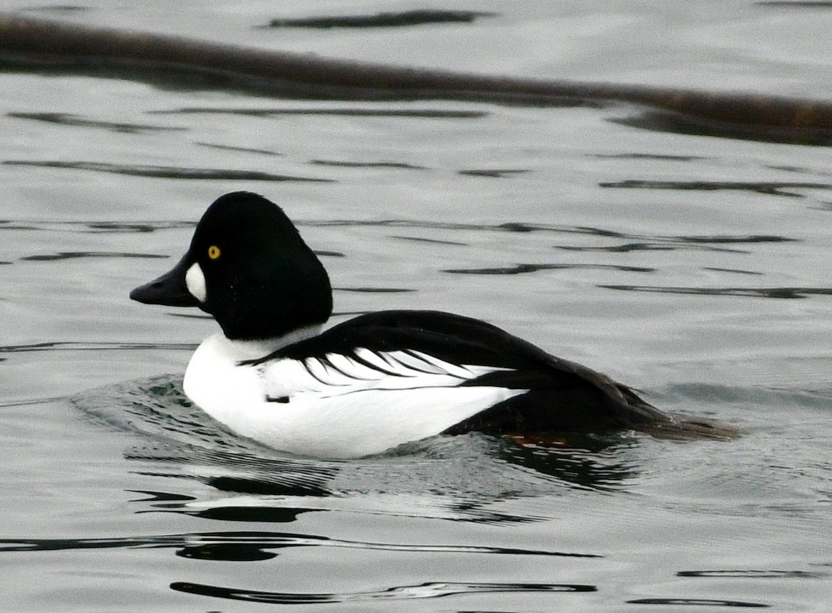 hohol severní - ML646981957