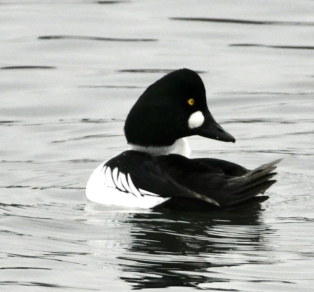 hohol severní - ML646981958