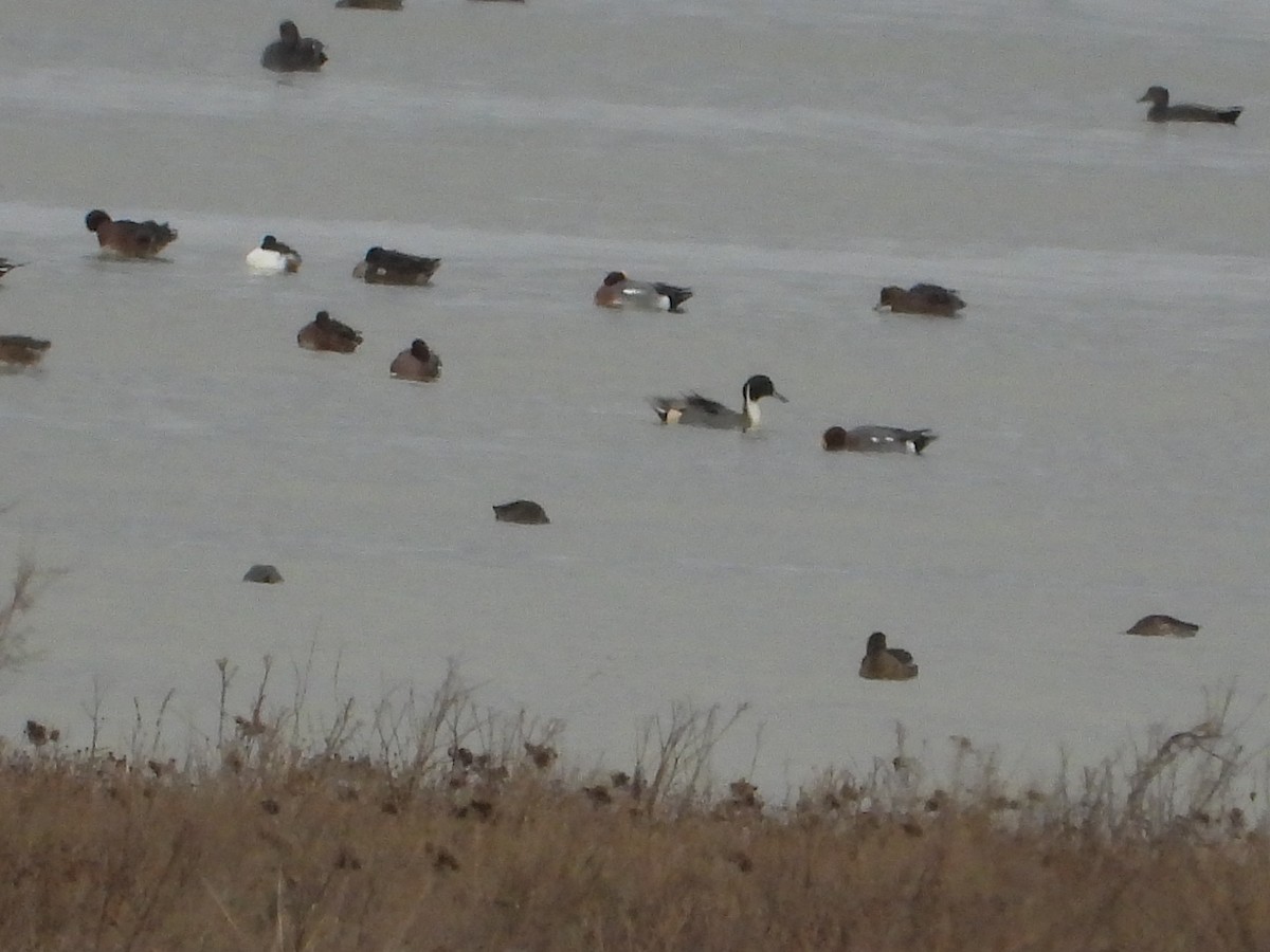 ostralka štíhlá - ML646981959