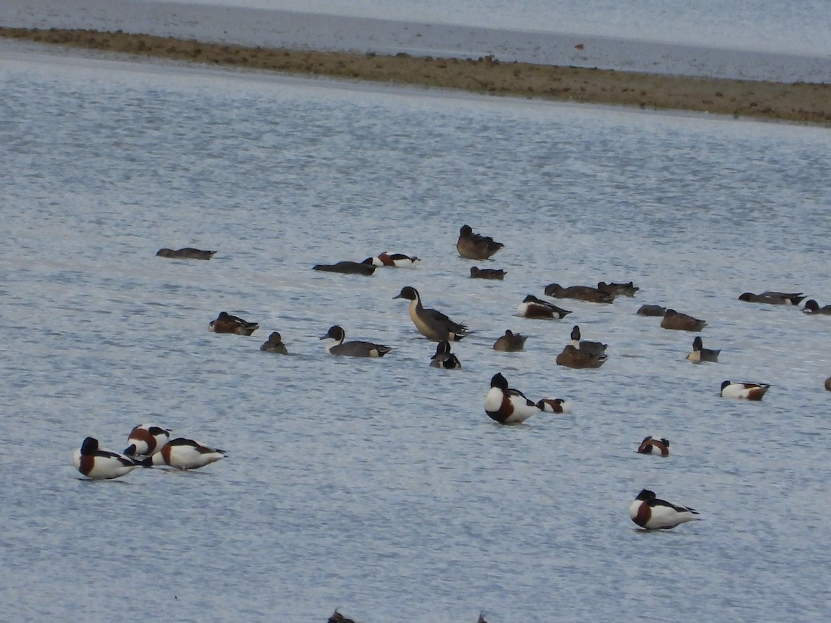 ostralka štíhlá - ML646981960