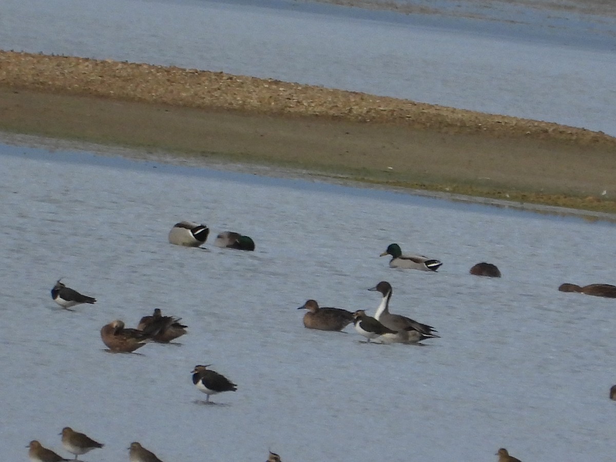 ostralka štíhlá - ML646981961