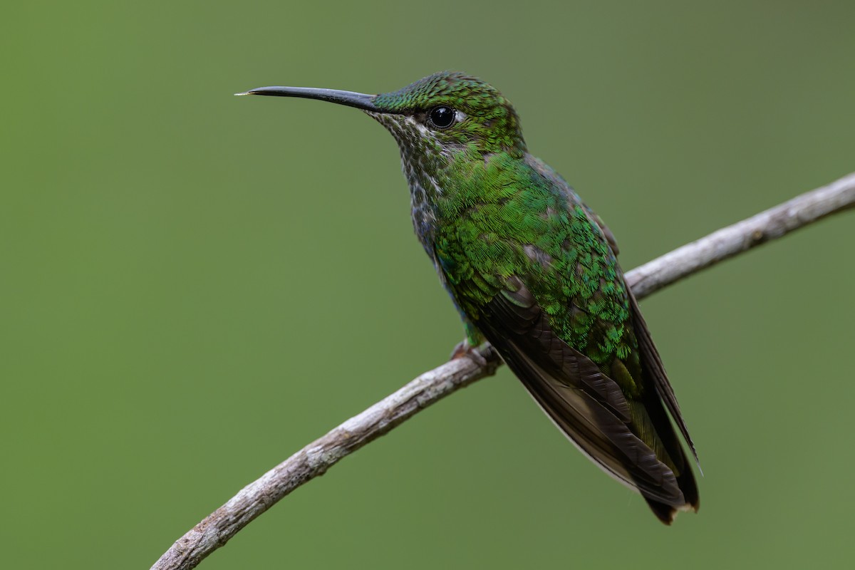 kolibřík fialovočelý - ML646981962