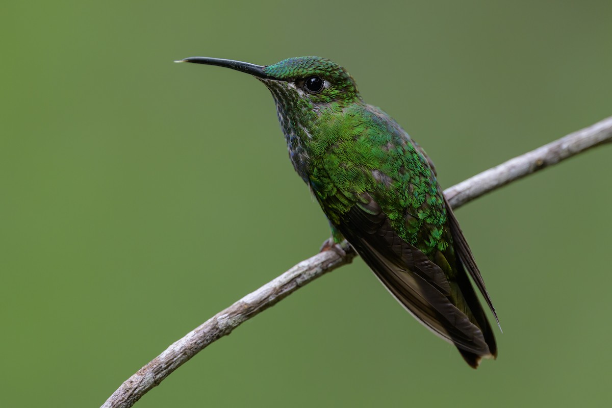 kolibřík fialovočelý - ML646981963