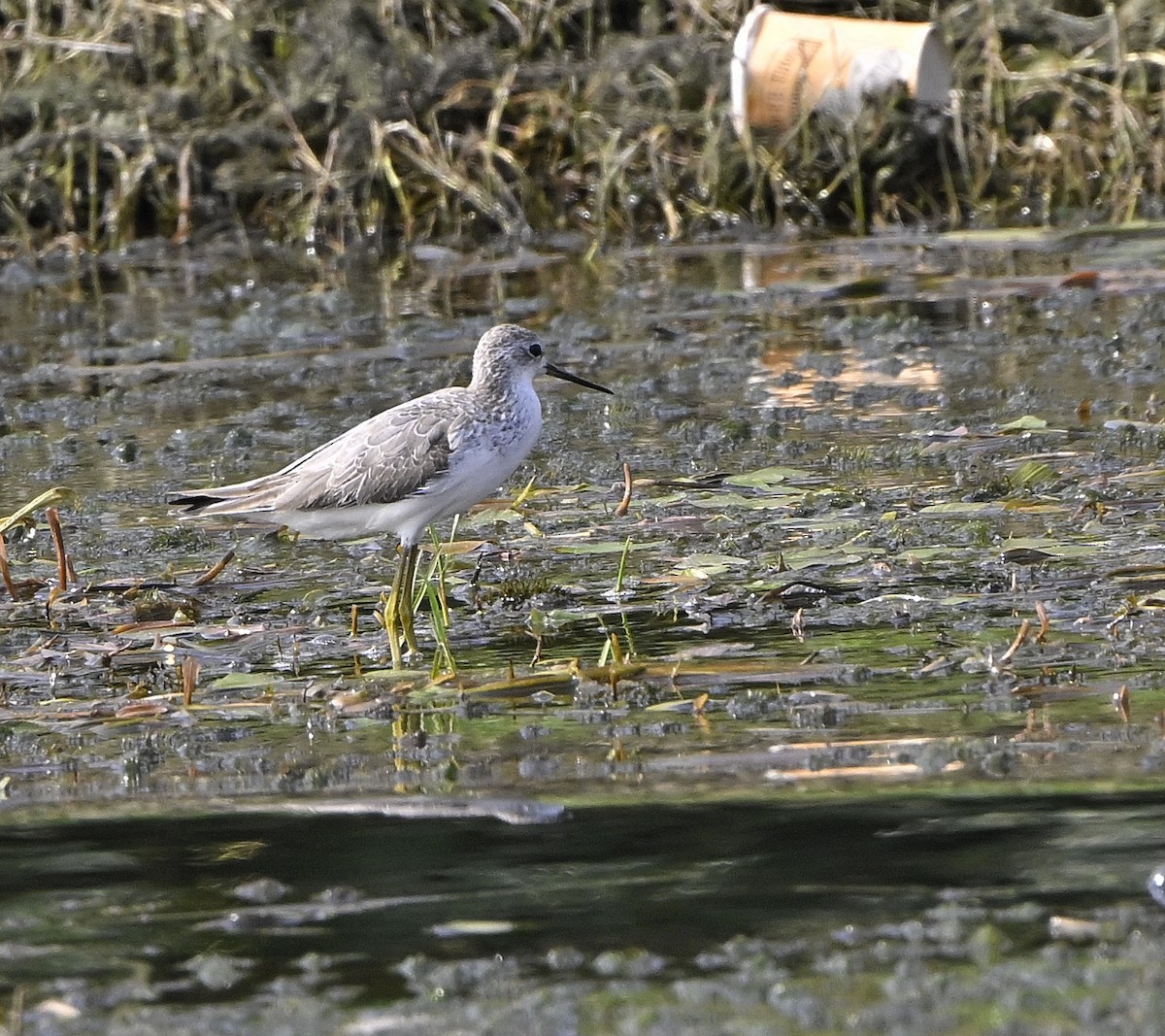 vodouš štíhlý - ML646981964