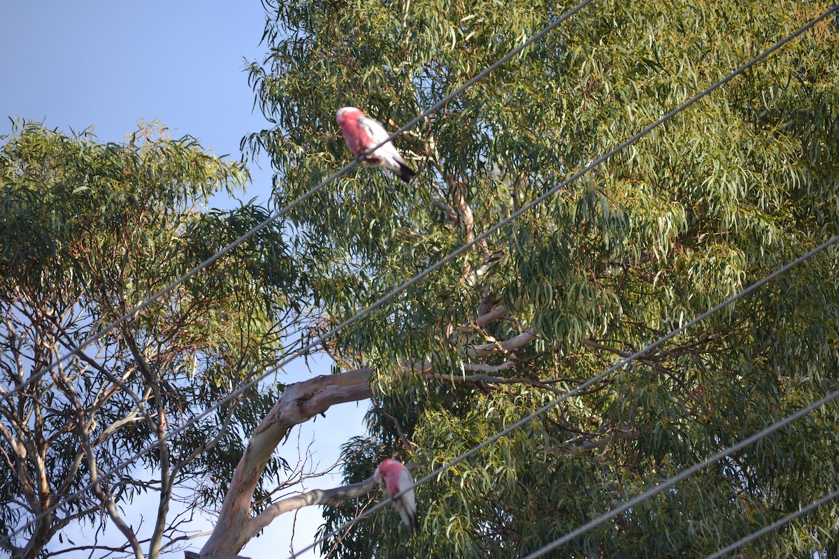 kakadu růžový - ML646981965