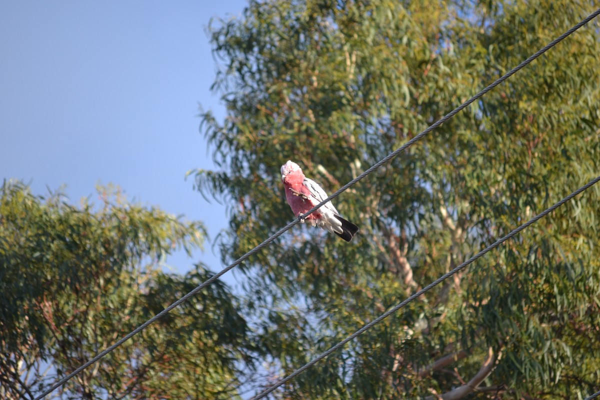 kakadu růžový - ML646981966