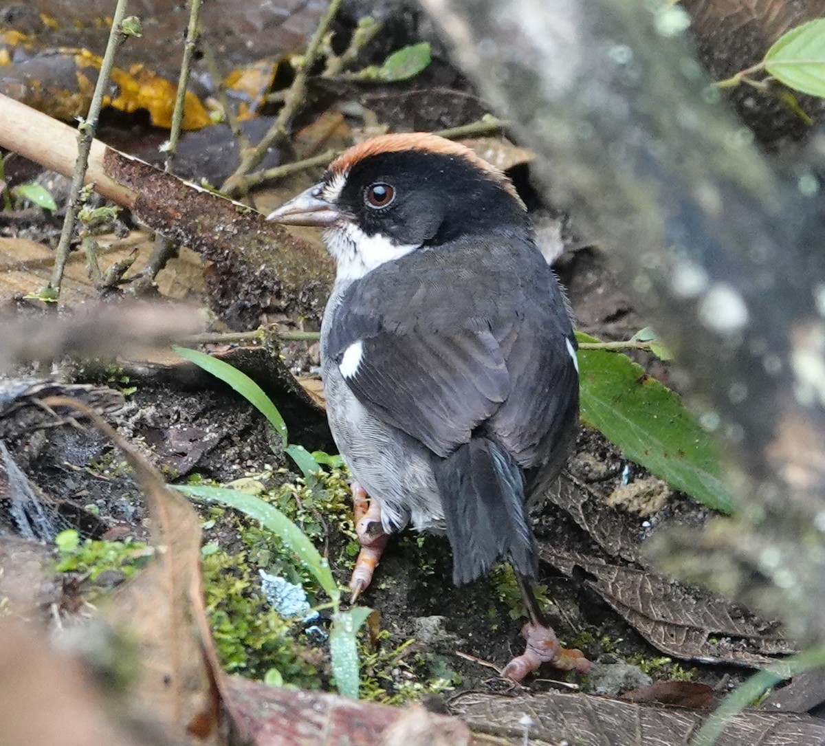 White-winged Brushfinch - ML646981967