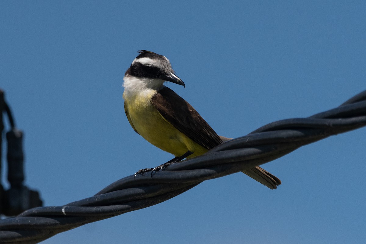 Great Kiskadee - ML646981968