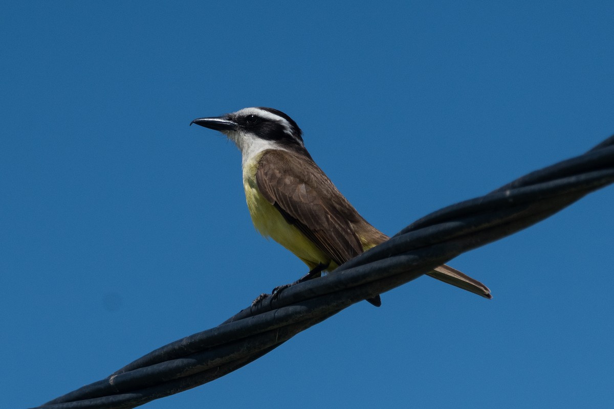 Great Kiskadee - ML646981969