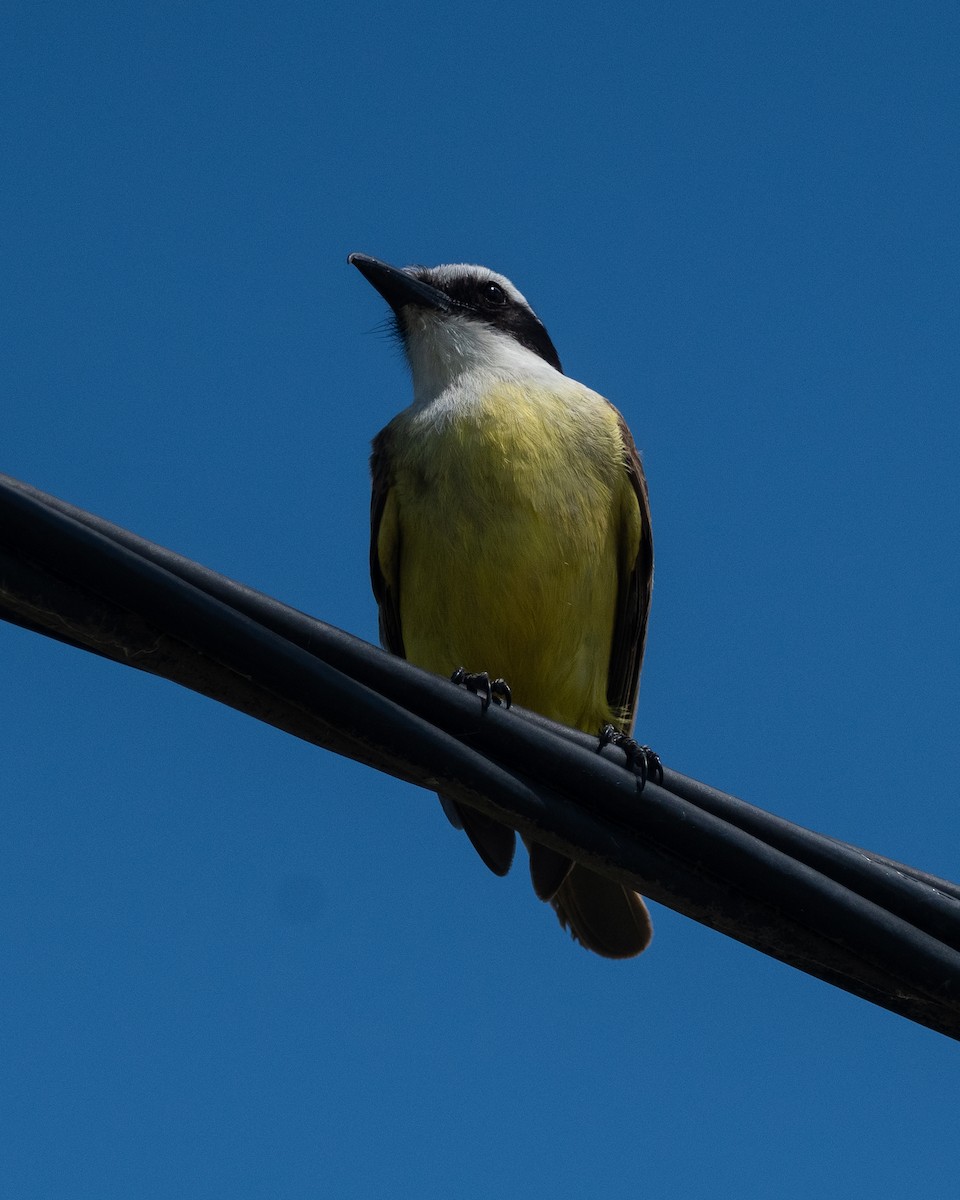 Great Kiskadee - ML646981970