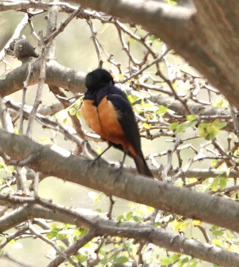 leskoptev Hildebrandtova - ML646981971