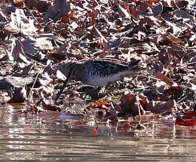 bekasina severoamerická - ML646981972