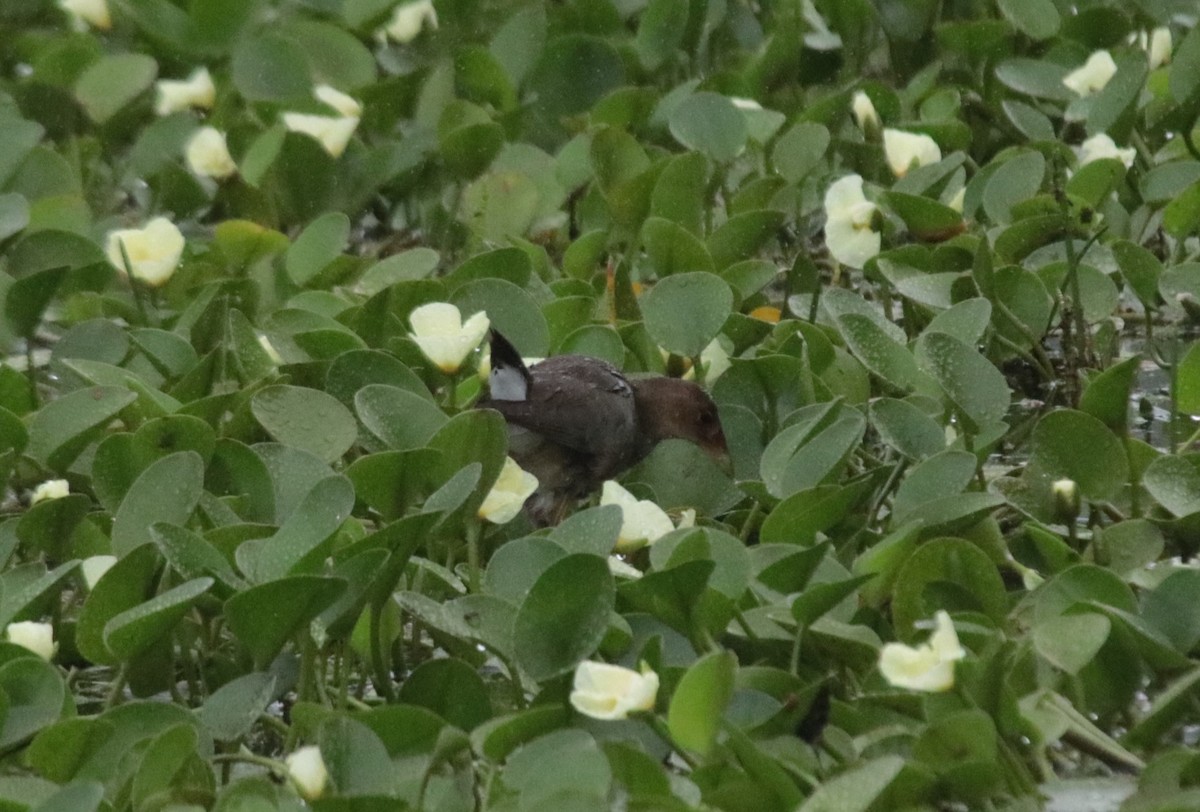 slípka žlutonohá - ML646981976