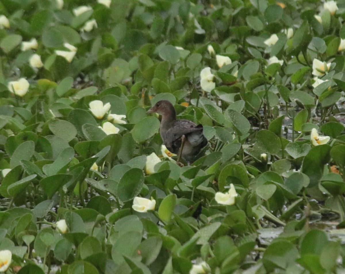 slípka žlutonohá - ML646981977