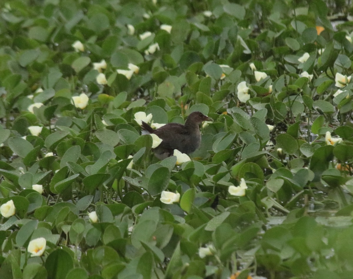 slípka žlutonohá - ML646981978